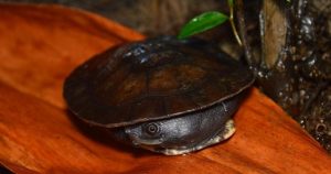 Nova espécie de tartaruga de água doce é descoberta por pesquisador no Pará