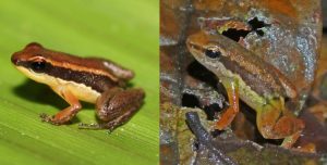 Natureza: duas novas espécies de sapos são descobertas no interior do Amazonas