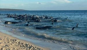 Mais de 160 baleias-piloto são encontradas encalhadas em praia da Austrália